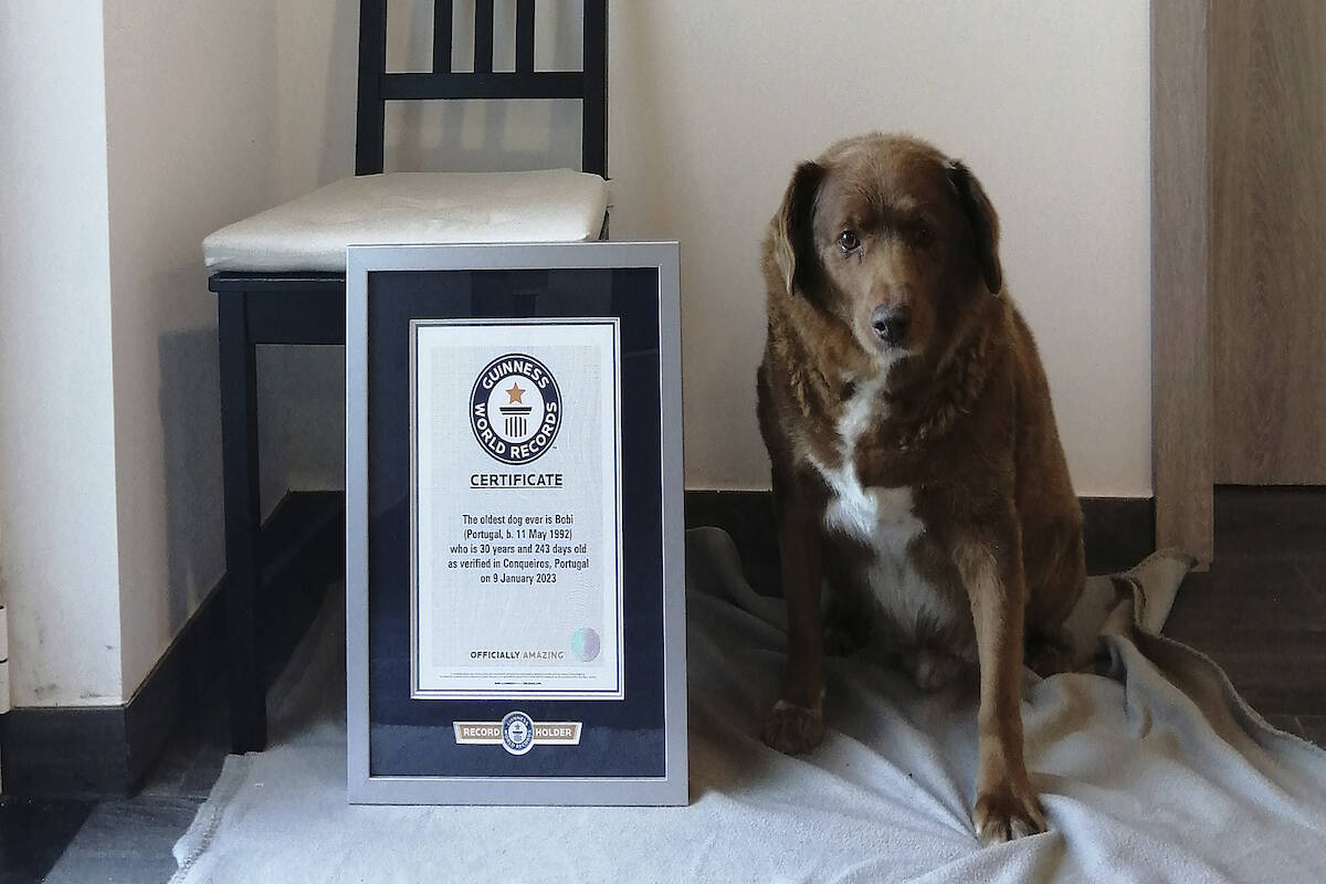 Guinness World Records suspends ‘oldest dog ever’ title for canine