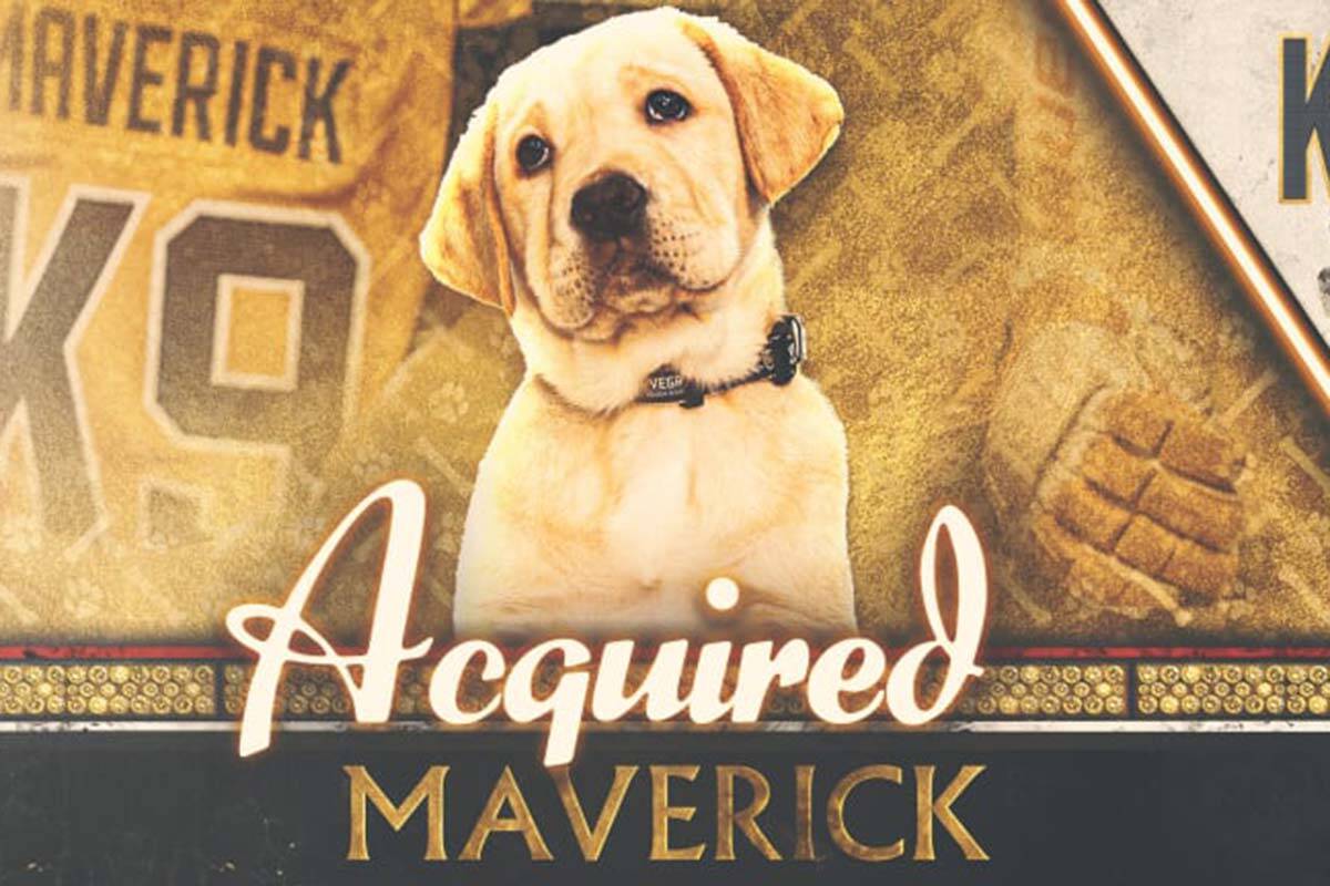 Top dog: Golden Knights sign puppy to ‘Team Dog Contract’