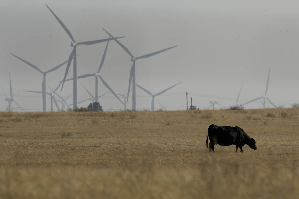 A cow grazes with wind farms in the background in rural Solano County, Calif., Aug. 30, 2023. ...