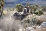 Who killed 19 wild burros? $10K reward offered for answers