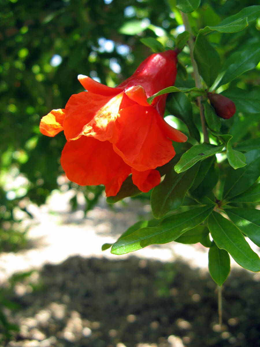 The flower of a pomegranate. Sometimes flowering is inhibited if the plant is pruned hard and f ...