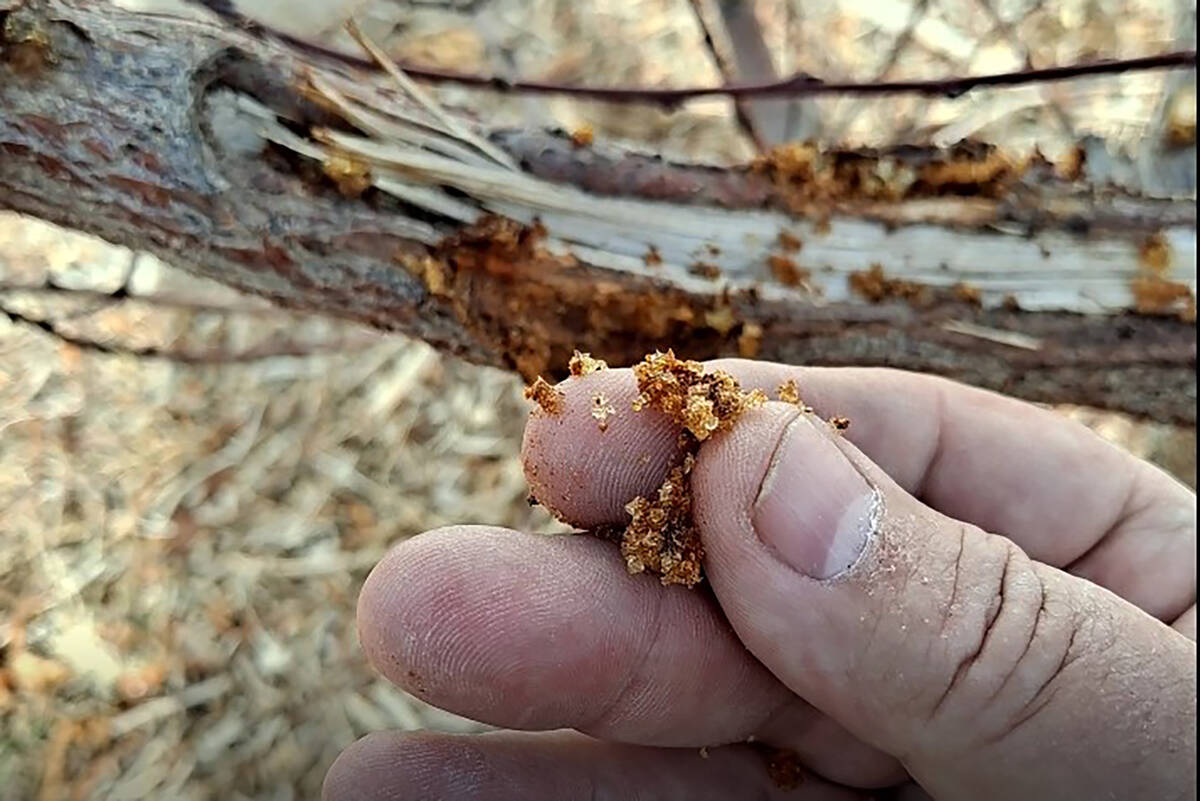 You can find insect frass from borer damage the day after a rain. (Bob Morris)