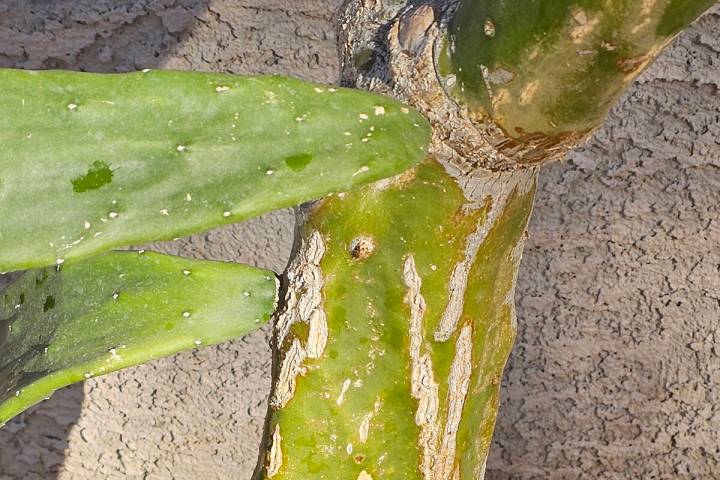 Suberin rash developing on older growth of a cactus. (Bob Morris)