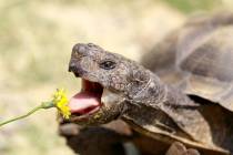 A desert tortoise’s diet should consist of 85 percent grass, weeds and dark, leafy green ...