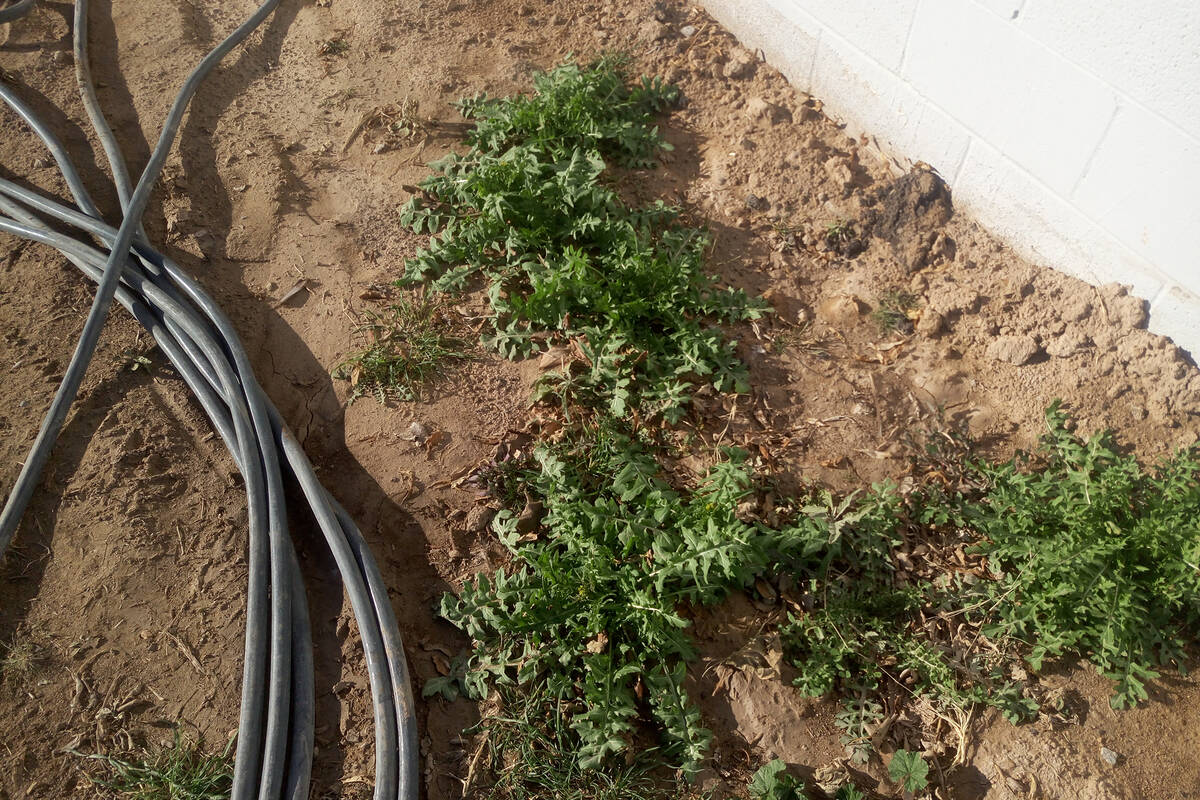 Most of the weeds that appear during the winter, l ...