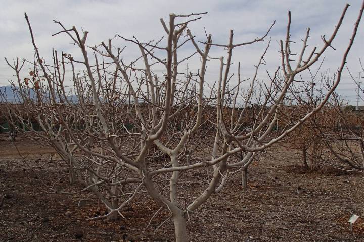 Lowering the height of a fruit tree is a fairly easy job. The height to lower is dictated by th ...