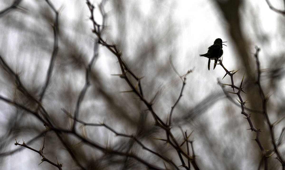 An Anna's hummingbird calls out while perched on a branch at the Clark County Wetlands Park on ...