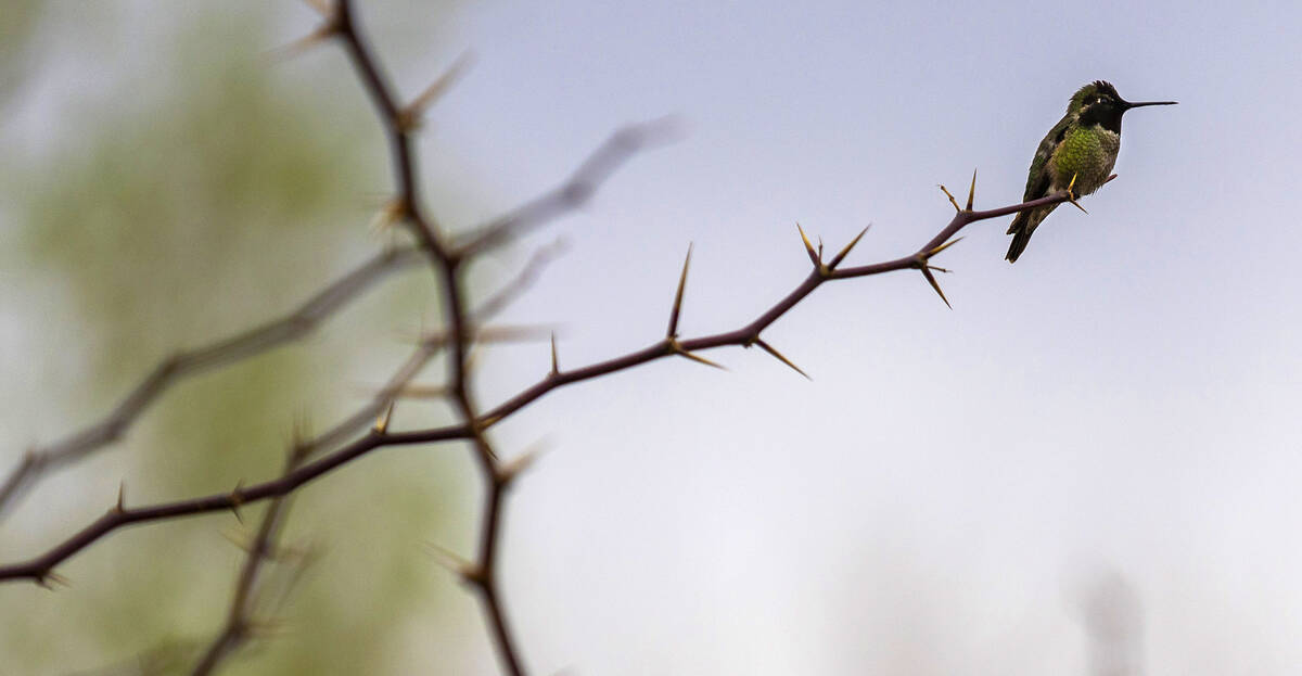 An Anna's hummingbird is perched on a branch at the Clark County Wetlands Park on World Wetland ...