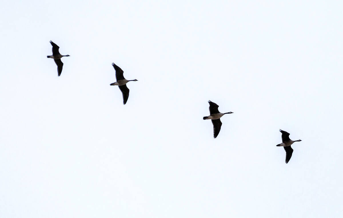 Geese look for a place to land at the Clark County Wetlands Park on World Wetlands Day on Thurs ...