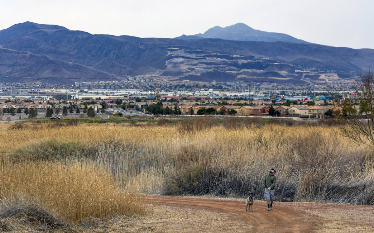 A man looks up as he takes a morning walk with his dog on a path at the Clark County Wetlands P ...