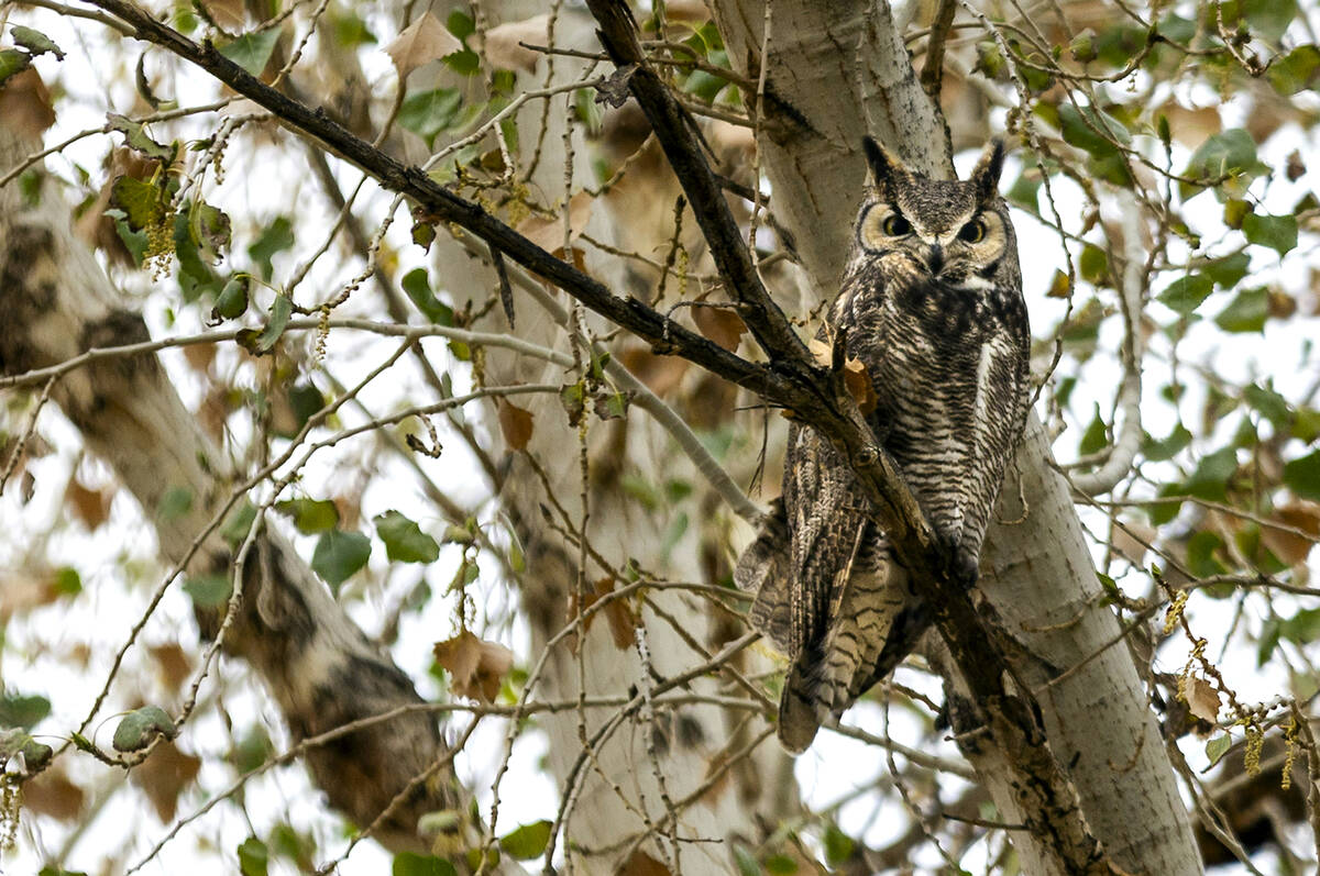 A Long-Eared Owl perches in a cottonwood tree along a path at the Clark County Wetlands Park on ...
