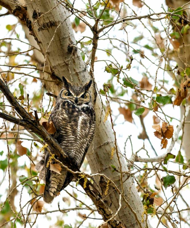 A Long-Eared Owl perches in a cottonwood tree along a path at the Clark County Wetlands Park on ...