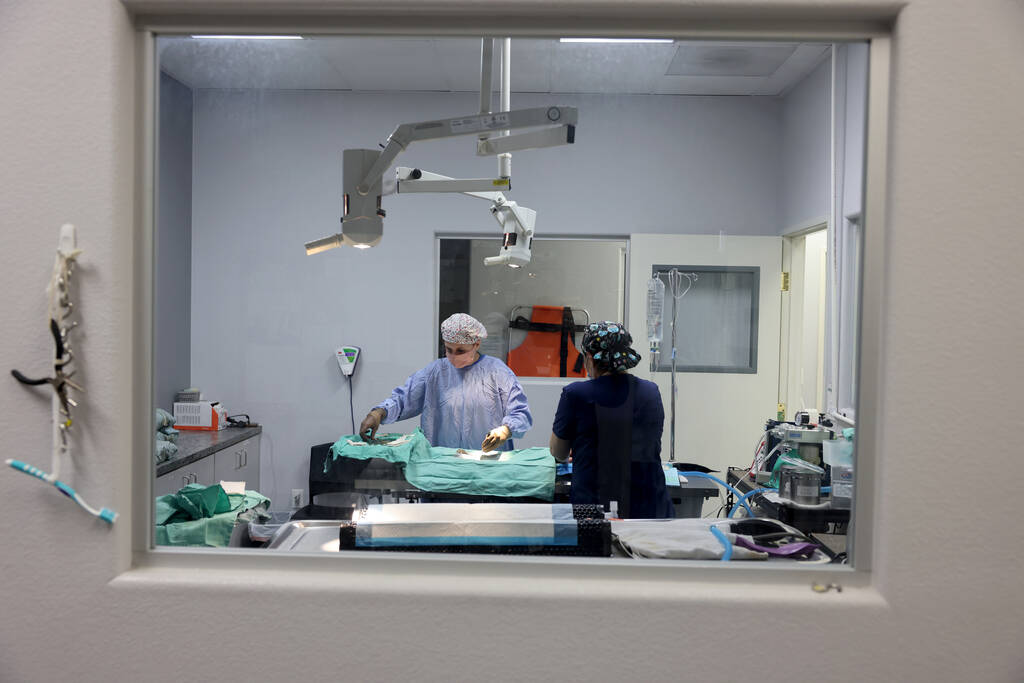 Veterinarians perform surgeries at the Spay & Neuter Center of Southern Nevada in Las Vegas on ...