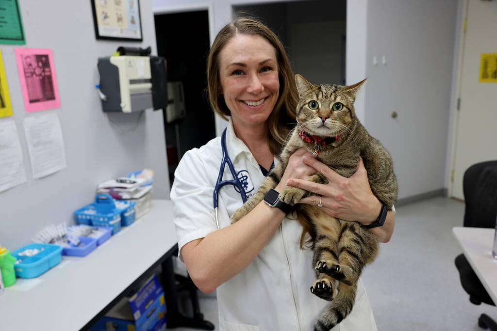Dr. Taryn C. Griffith checks on “hospital cat” Theodore at the Spay & Neuter Center of Sout ...