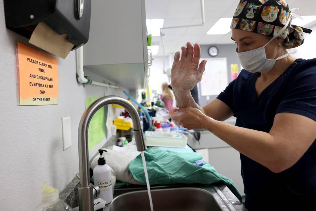 Dr. Taryn C. Griffith prepares for surgery at the Spay & Neuter Center of Southern Nevada in La ...