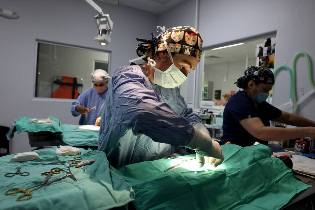 Dr. Taryn C. Griffith performs surgery at the Spay & Neuter Center of Southern Nevada in Las Ve ...