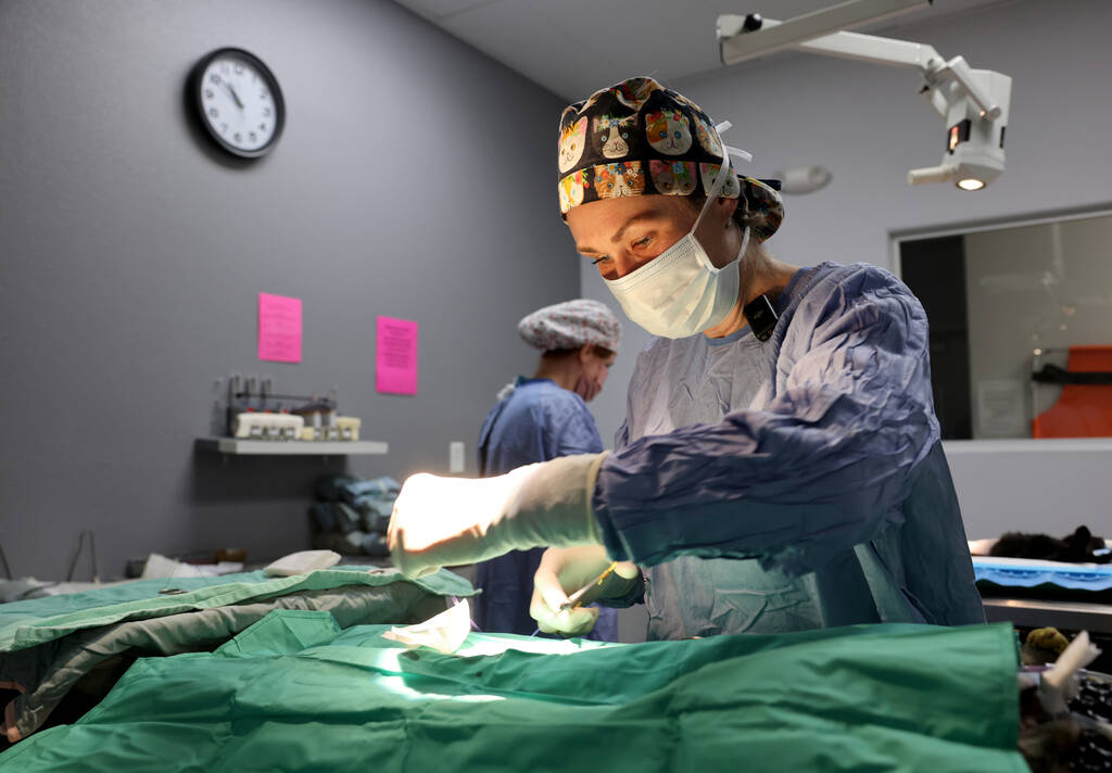 Dr. Taryn C. Griffith performs surgery at the Spay & Neuter Center of Southern Nevada in Las Ve ...