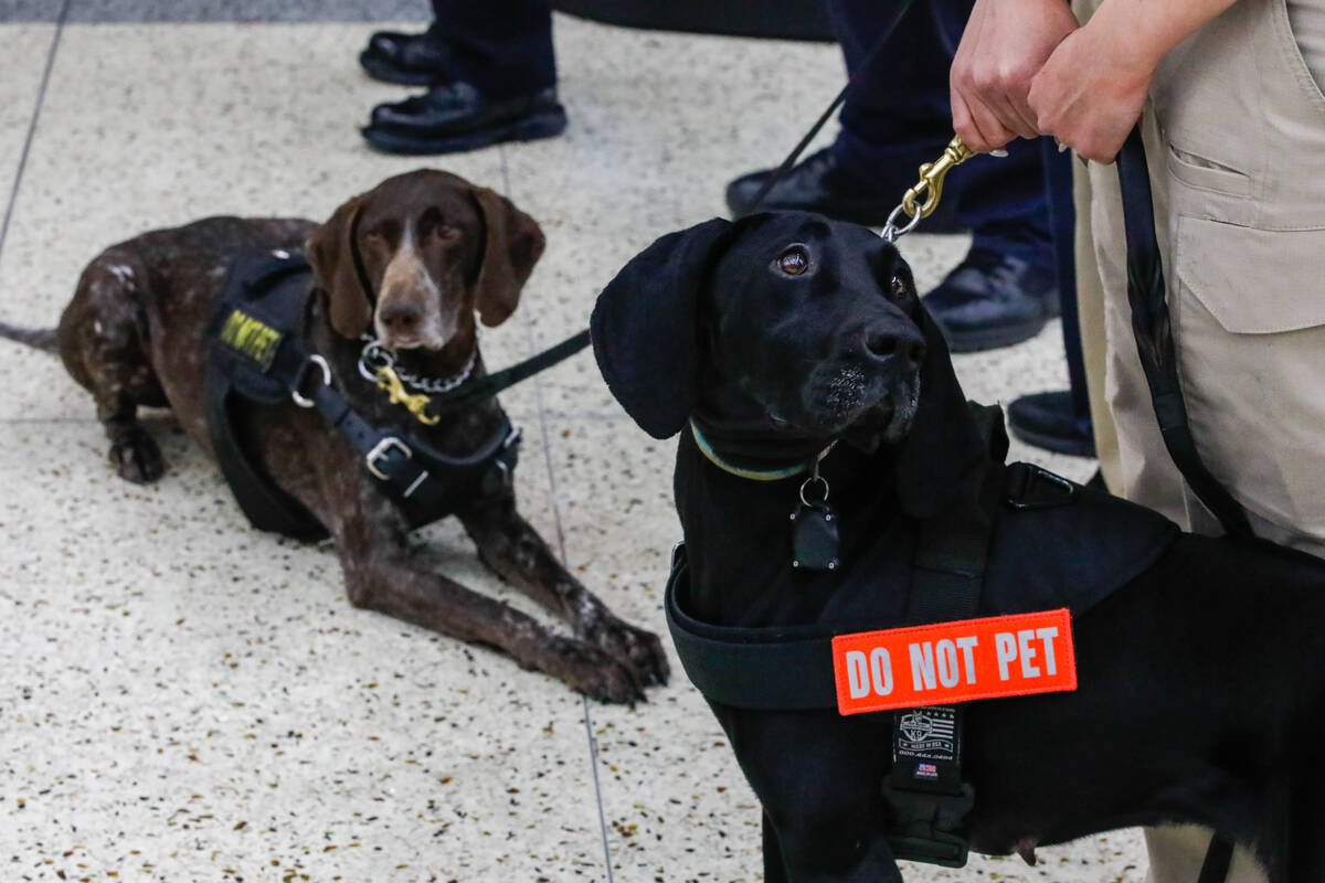TSA canines Mercy, left, and Santi are seen during a Super Bowl LVIII safety press conference h ...