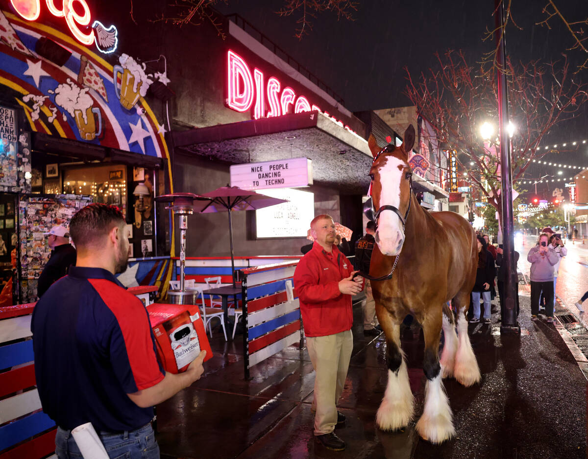 A Budweiser Clydesdales makes it’s way down East Fremont Street in downtown Las Vegas wi ...