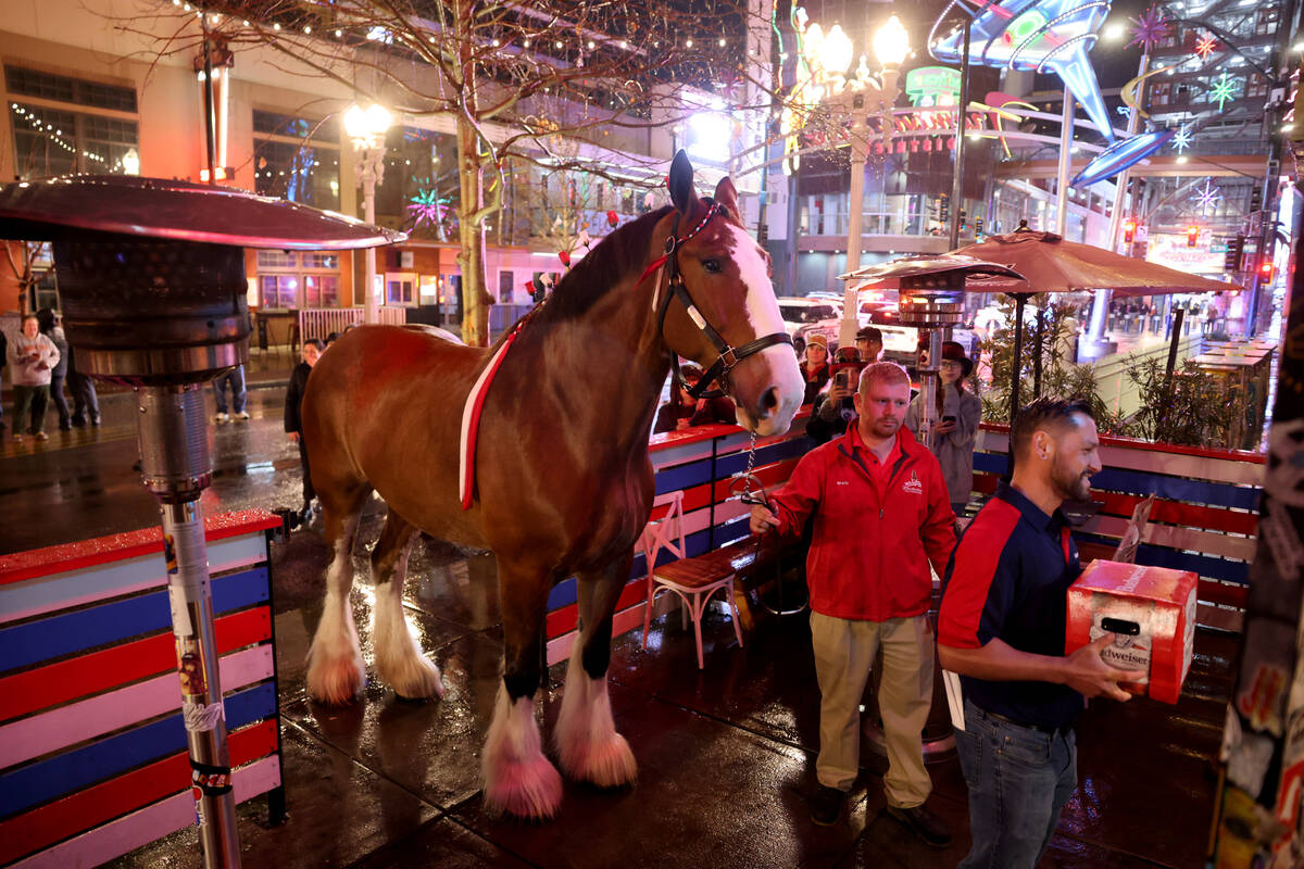 A Budweiser Clydesdales “delivers” beer to Evel Pie on East Fremont Street in dow ...