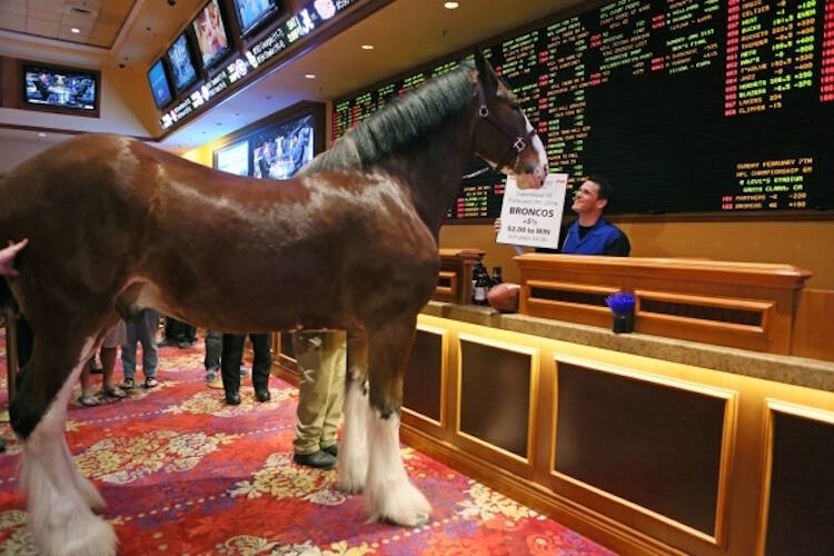 Fez, a Budweiser Clydesdale, stands with Ryan Growney in the sports book at the South Point in ...