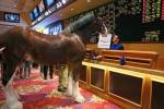 Here’s where to meet Budweiser Clydesdales in Las Vegas during Super Bowl
