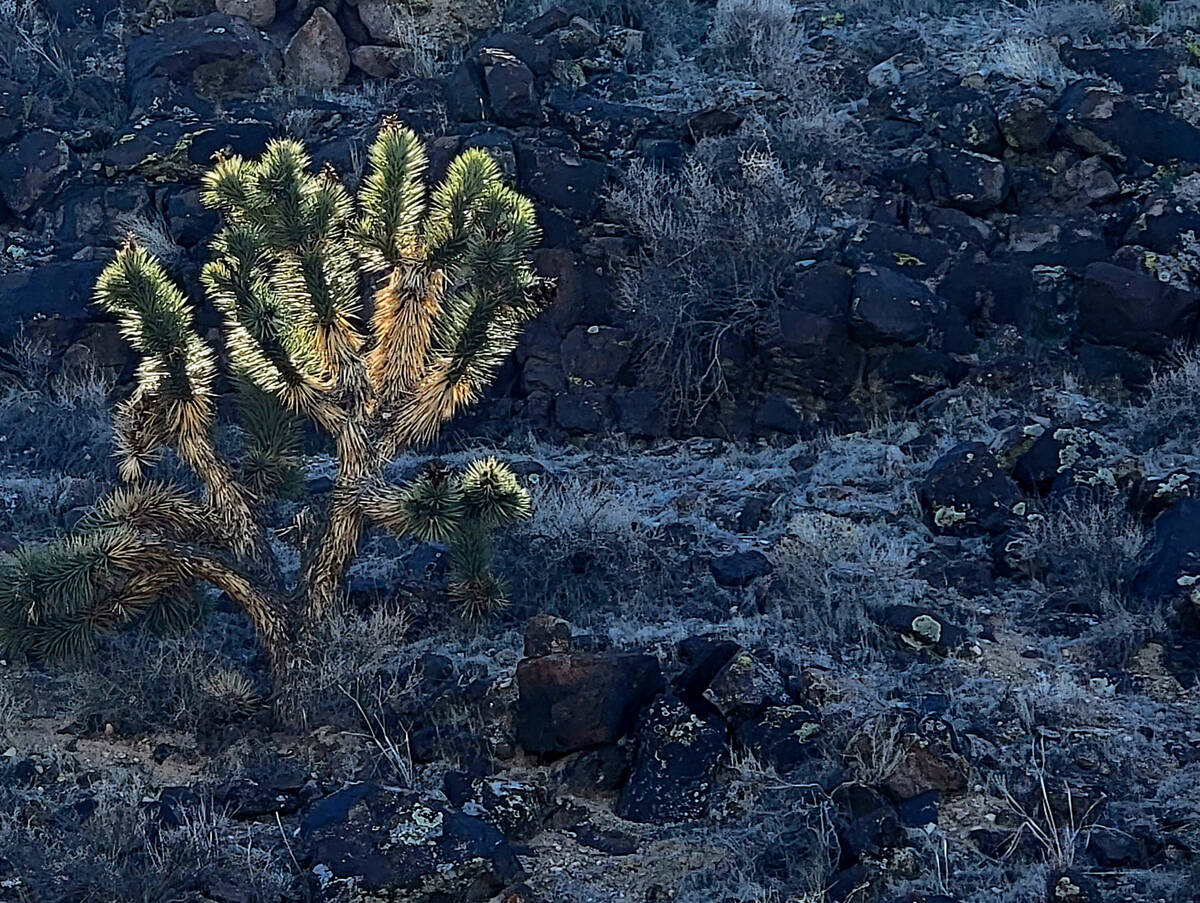 Afternoon sun illuminates a Joshua tree seen along the refuge’s Waterway Trail, a dirt r ...