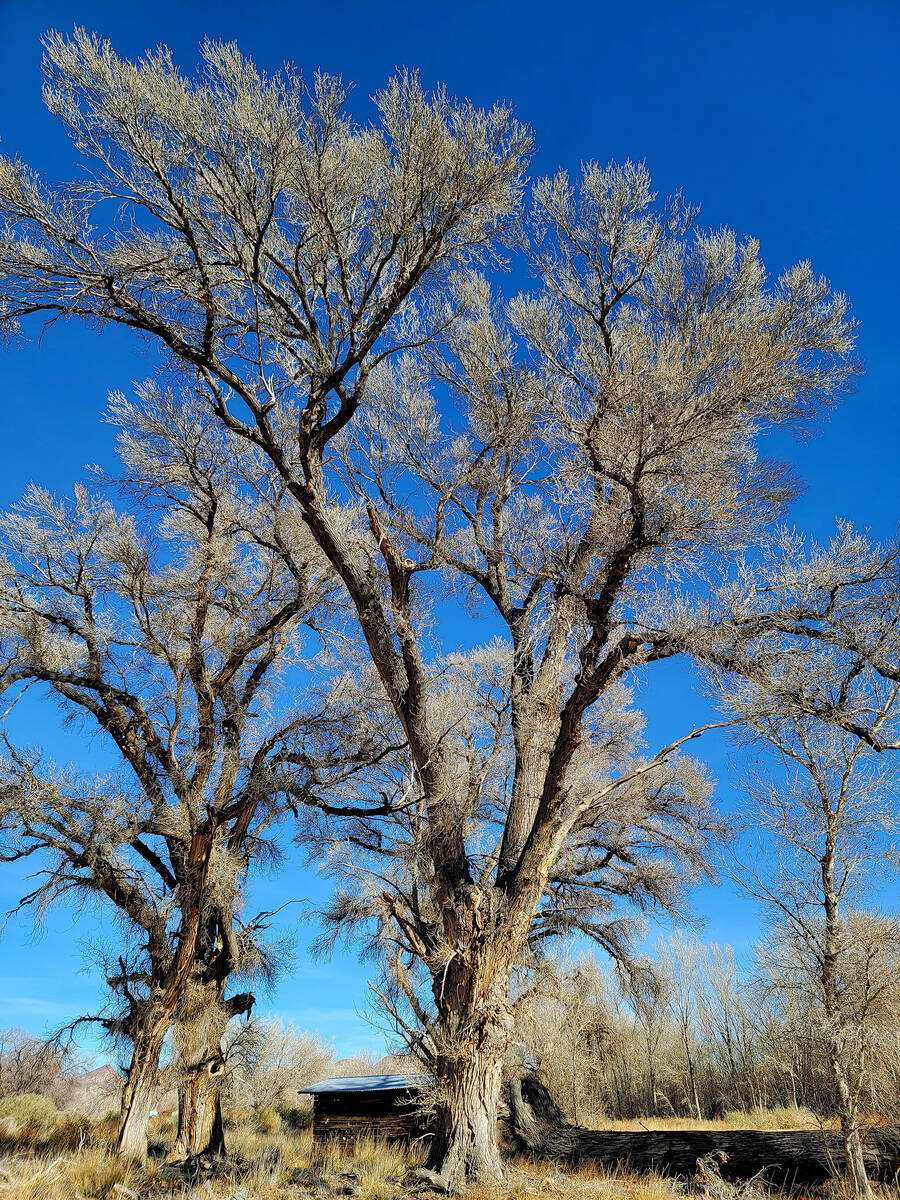 Stately cottonwoods stand near a trail that leads to a pair of historic cabins in the visitor c ...