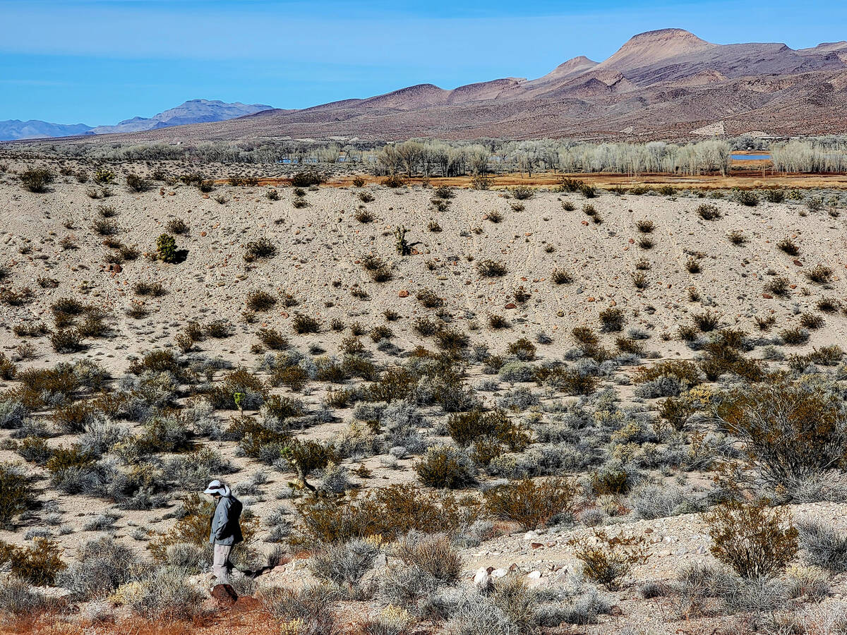A hiker winds downhill through upland desert in January on the Davenport Trail at Pahranagat Na ...