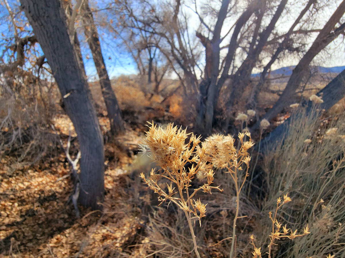 Deciduous trees that have lost their leaves and plants that have gone to seed in a riparian are ...