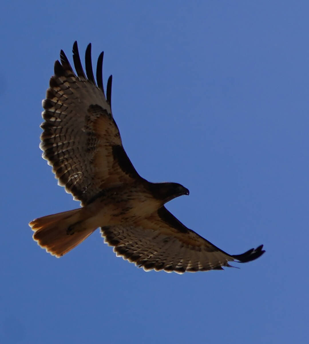A red-tailed hawk in late January flies over the visitor center at Pahranagat National Wildlife ...