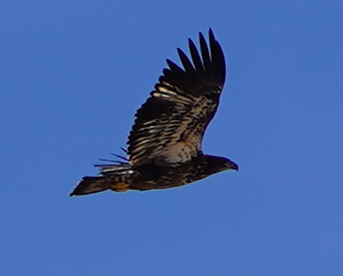 An immature bald eagle in late January flies in the direction of Upper Pahranagat Lake in Linco ...
