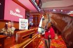 Who are the Budweiser Clydesdales betting on in Super Bowl 58?