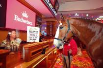 A Budweiser Clydesdale named Red “places a bet” on Super Bowl contestant San Fran ...