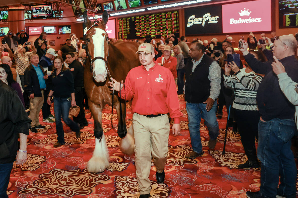 A Budweiser Clydesdale named Red walks through the casino after “placing a bet” o ...