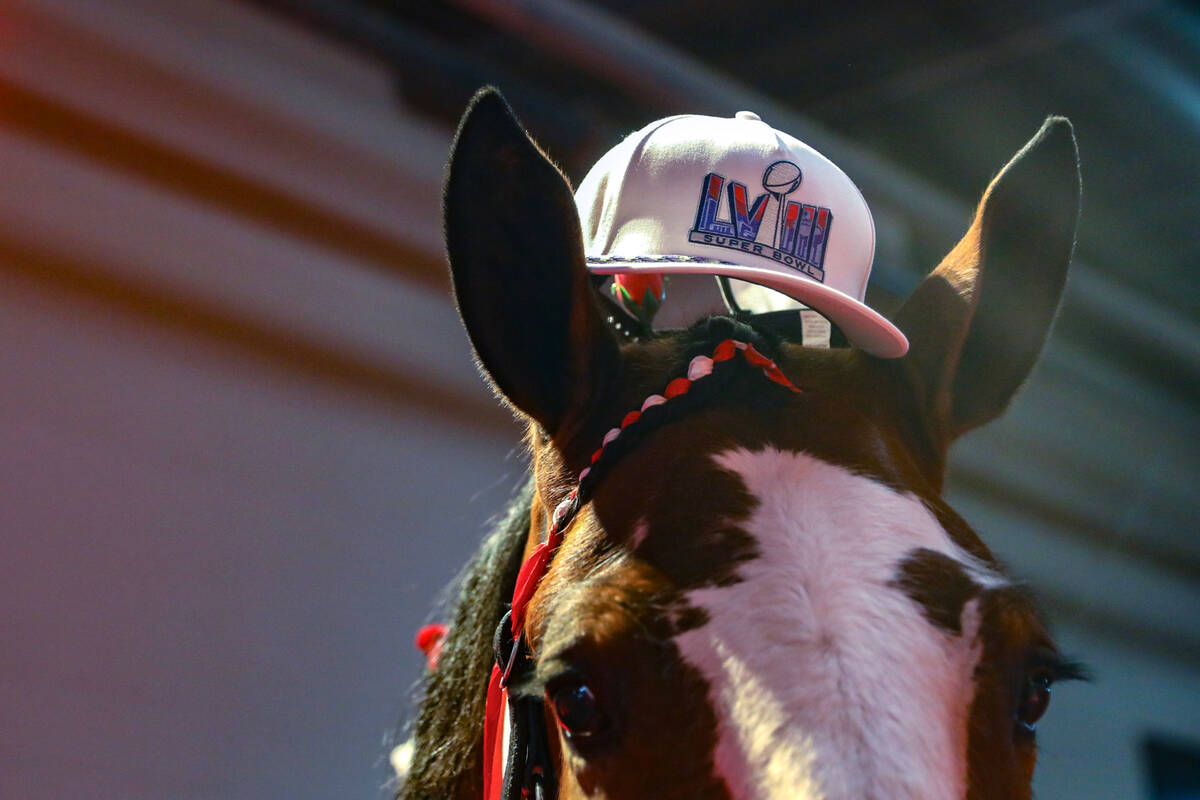 A Budweiser Clydesdale named Red wears a Super Bowl hat in the stables at South Point hotel-cas ...