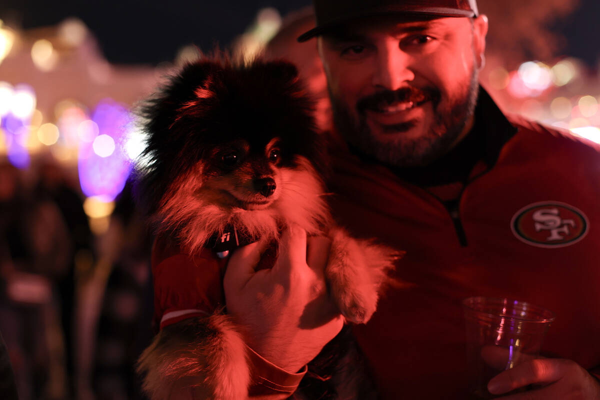 San Francisco 49ers fan Jordan Teran walks his 1-year-old Pomeranian Maverick down Las Vegas Bo ...