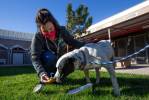 Henderson animal shelter resumes ‘limited’ dog adoptions