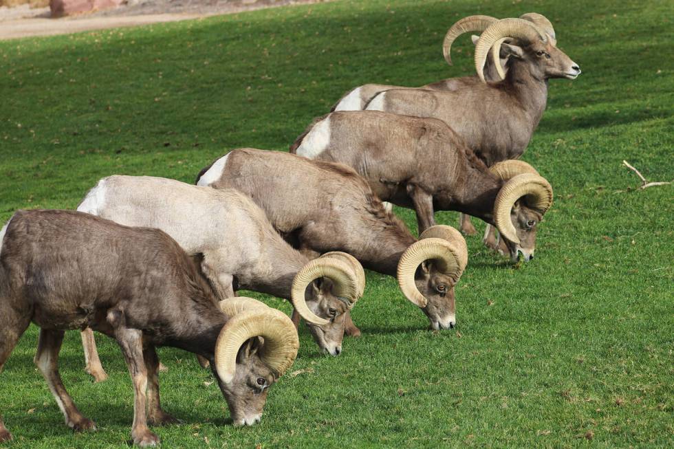Hungry desert bighorm sheep graze through Boulder City's Hemenway Park. (Ron Eland/Boulder City ...