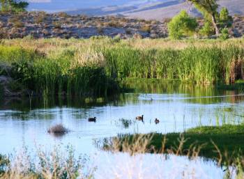 The Pahranagat National Wildlife Refuge is a two-hour drive from Las Vegas and provides camping ...