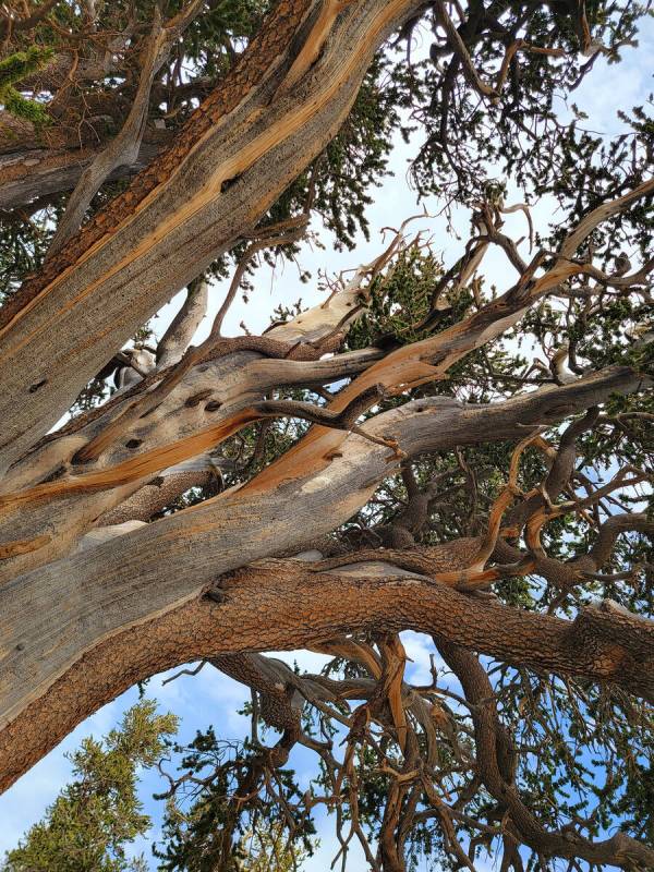 Looking skyward through ancient branches of the fabled Raintree along the North Loop trail in J ...