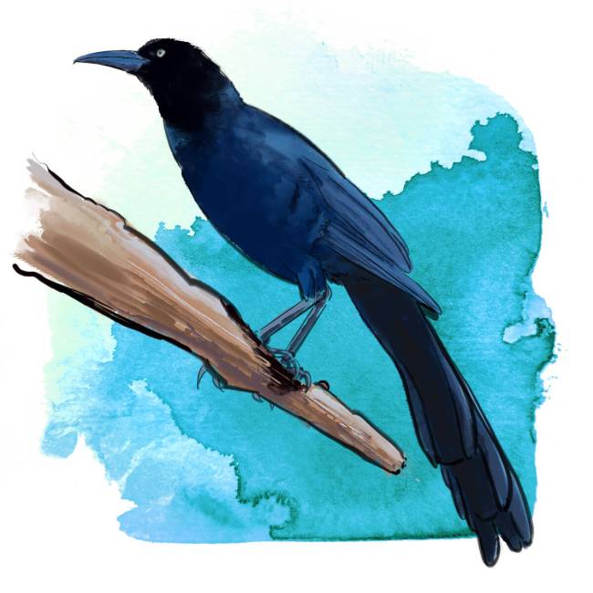 Grackle (Wesley Rand)