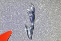 Police say this hood ornament from a 2001-2009 Jaguar X-Type vehicle was from a vehicle in conn ...