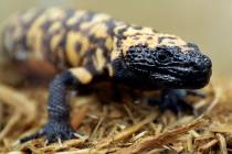 FILE - A Gila monster is displayed at the Woodland Park Zoo in Seattle, Dec. 14, 2018. A 34-yea ...