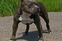 Five adult pit bulls and eight puppies were all put down "due to evidence linking them to the a ...