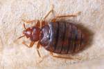 Were bed bugs bugging tourists after F1?
