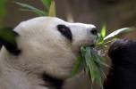 Panda diplomacy comeback: China plans to send San Diego Zoo more of the iconic bears