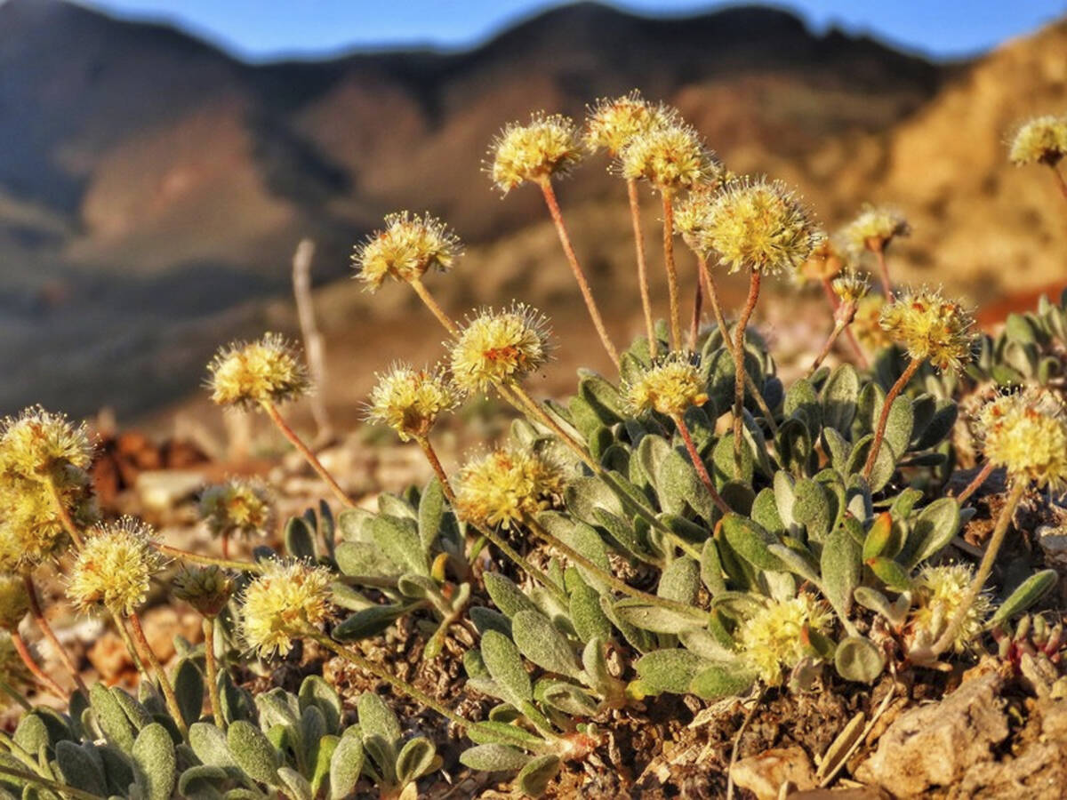FILE - In this photo provided by the Center for Biological Diversity, Tiehm's buckwheat grows i ...