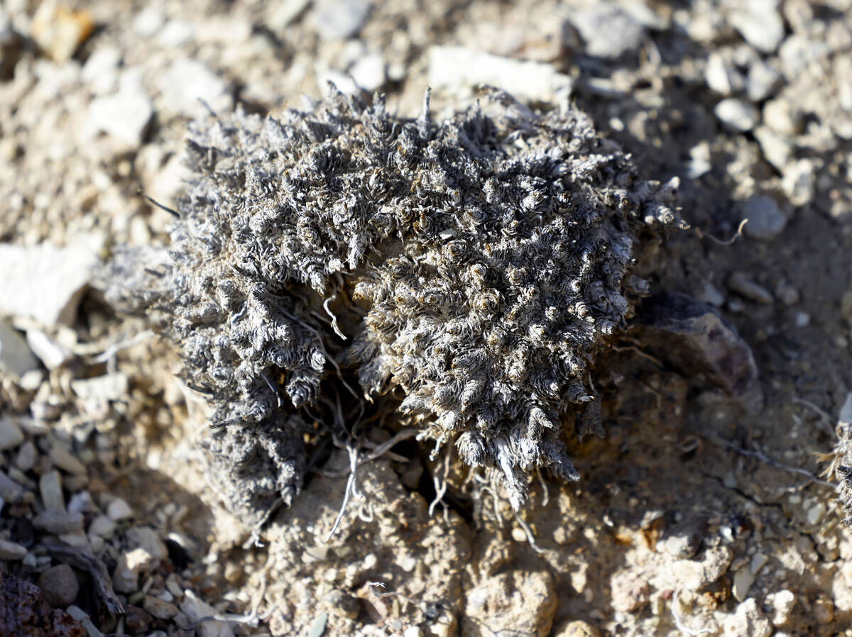 A dormant Tiehm's buckwheat, a small yellow wildflower that grows in lithium-rich Nevada soil, ...