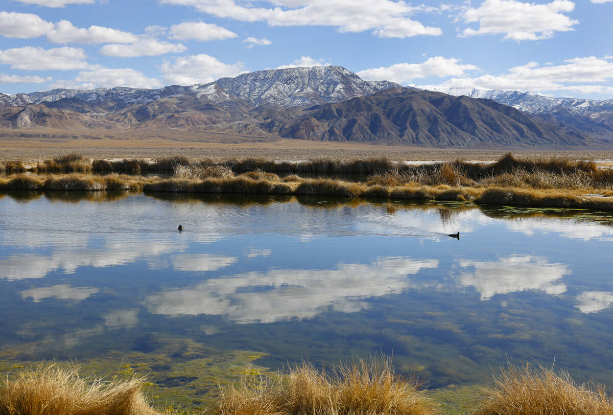 A pond from an old oil project near the Rhyolite Ridge lithium-boron mine project site, is seen ...